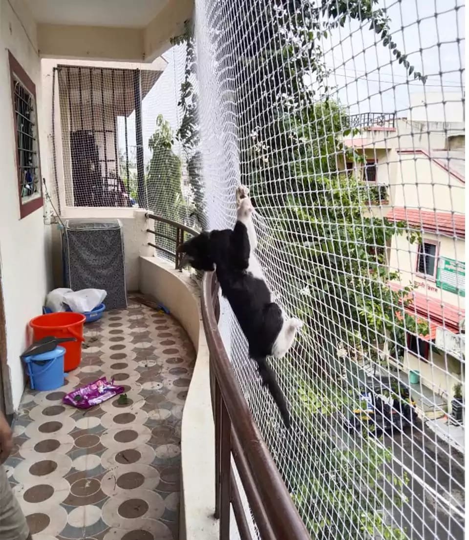 Pet safety net
